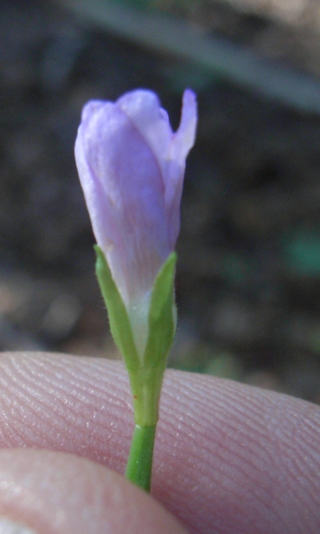 Epilobium